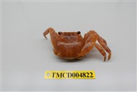 藏品(白紋方蟹)的圖片